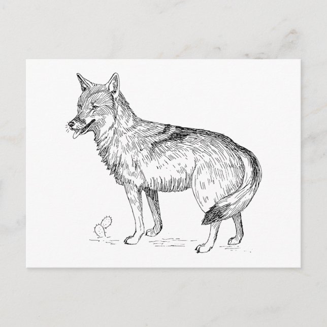 Cartão Postal Coyote (Frente)
