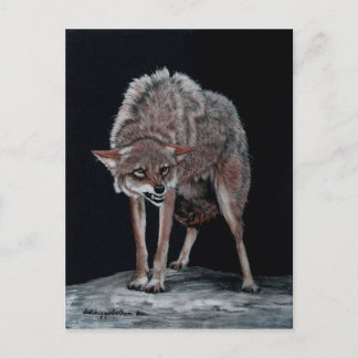 Cartão Postal Coyote 2