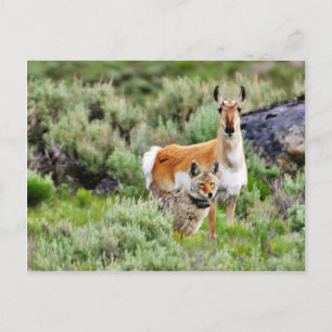 Cartão Postal Coyote E Antílope No Parque Yellowstone