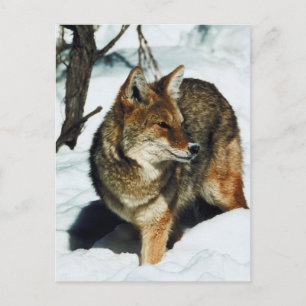 Cartão Postal Coyote na neve