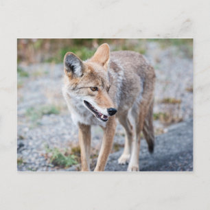 Cartão Postal Coyote no Parque Nacional de Yellowstone