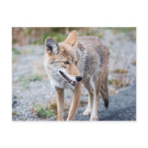 Coyote no Parque Nacional de Yellowstone