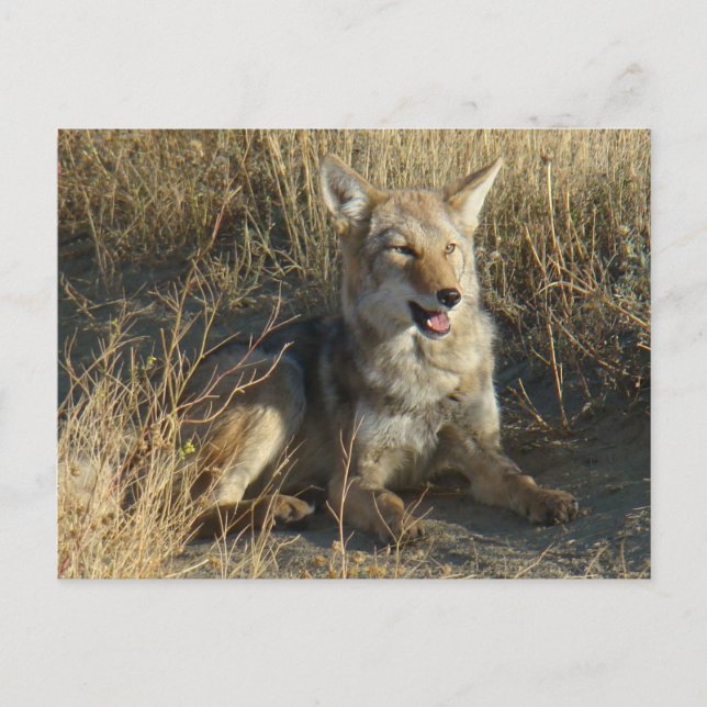 Cartão Postal Coyote R18 Deitado (Frente)
