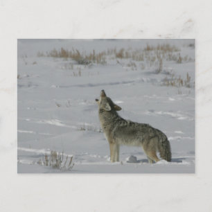 Cartão postal Coyote Wildlife Série # 6