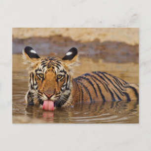 Cartão Postal Cozinha de Bengala Real Tiger, água bebendo