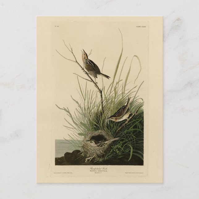 Cartão Postal Cozinha de cauda afiada das Aves da América de Aud (Frente)