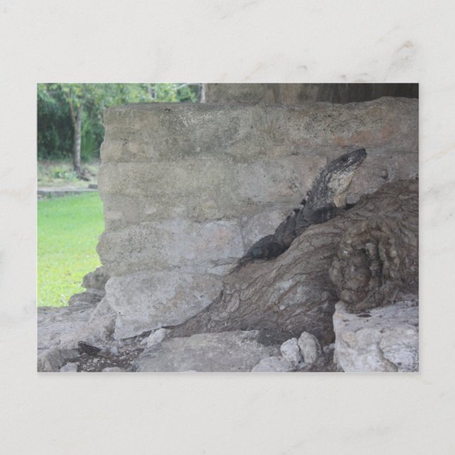 Cartão Postal Cozumel Lizard (Frente)