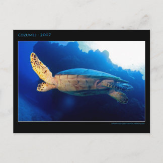 Cartão Postal Cozumel - Tartaruga