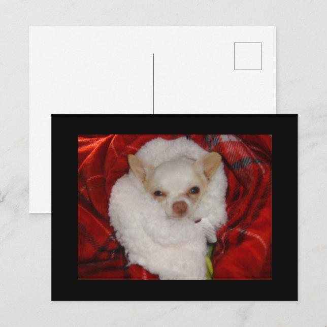 Cartão postal Cozy Chihuahua (Frente/Verso)