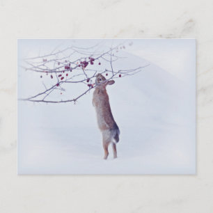 Cartão Postal Crabapple Bunny - Coelho