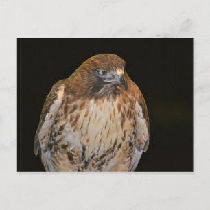 Cartão Postal Crafty Hawk