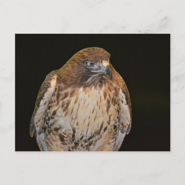 Cartão Postal Crafty Hawk (Frente)