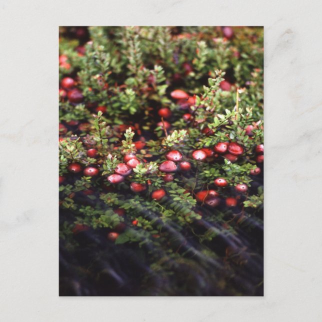 Cartão Postal Cranberry Bog (Frente)