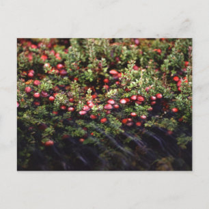 Cartão Postal Cranberry Bog