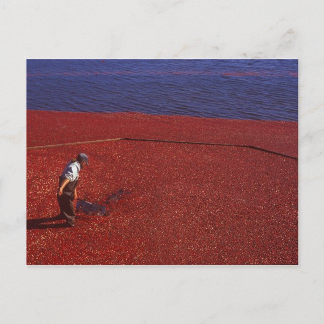 Cartão Postal Cranberry Harvest, Middleboro, MÃE, EUA (Frente)