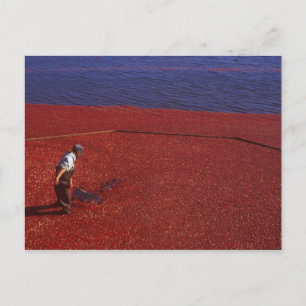 Cartão Postal Cranberry Harvest, Middleboro, MÃE, EUA