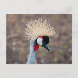 Cartão Postal Crane Coroa cinza