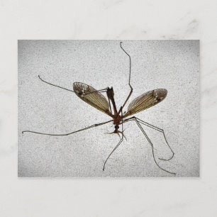 Cartão Postal Crane Fly