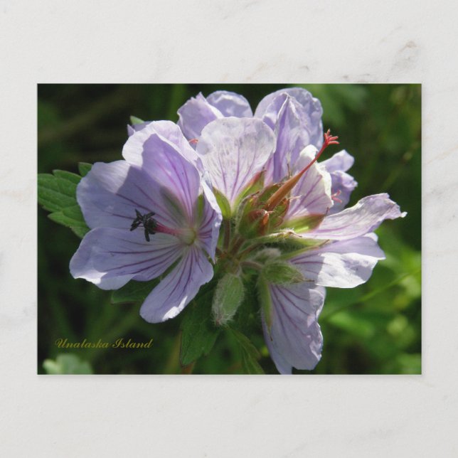 Cartão Postal Cranesbill Geraniums, ilha de Unalaska (Frente)