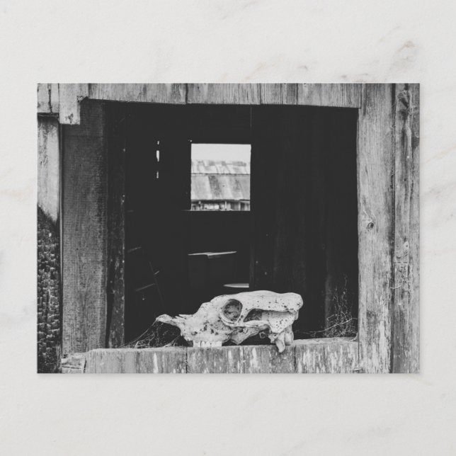 Cartão Postal Crânio (Frente)