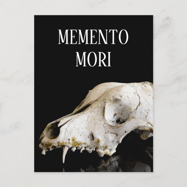 Cartão Postal Crânio animal (Frente)