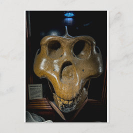 Cartão Postal Crânio de Dinossauro
