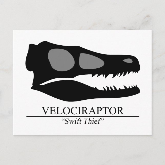 Cartão Postal Crânio de Velociraptor (Frente)