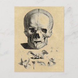 Cartão Postal Crânio e Ossos da Mandíbula