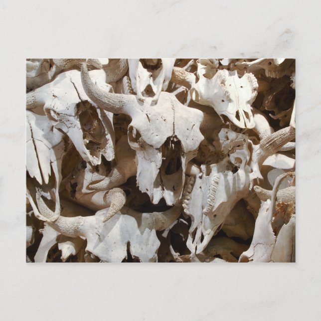 Cartão Postal Crânios Bison (Frente)