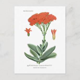 Cartão Postal Crassula falcata