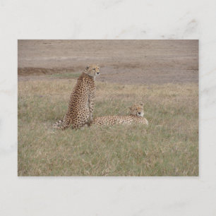 Cartão Postal Cratera Cheetahs-Ngorongoro