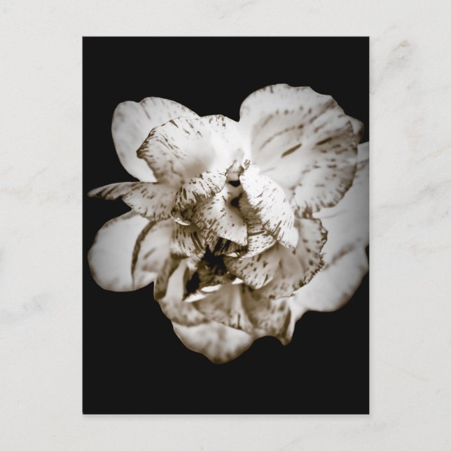 Cartão Postal Cravo (Frente)