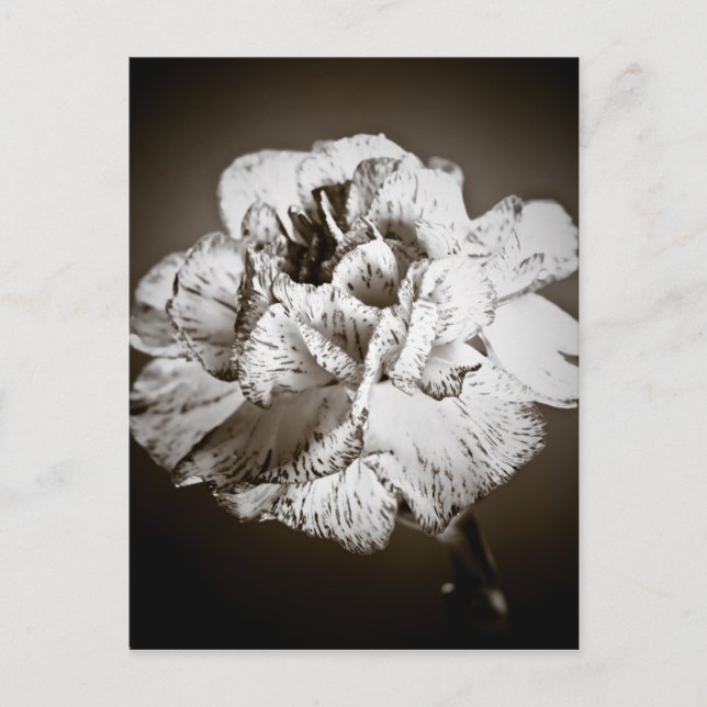 Cartão Postal Cravo (Frente)