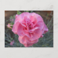 Cravo Rosa