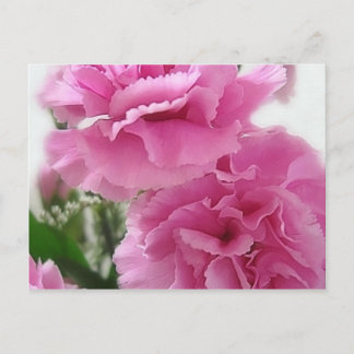 Cartão Postal Cravos Rosa 1