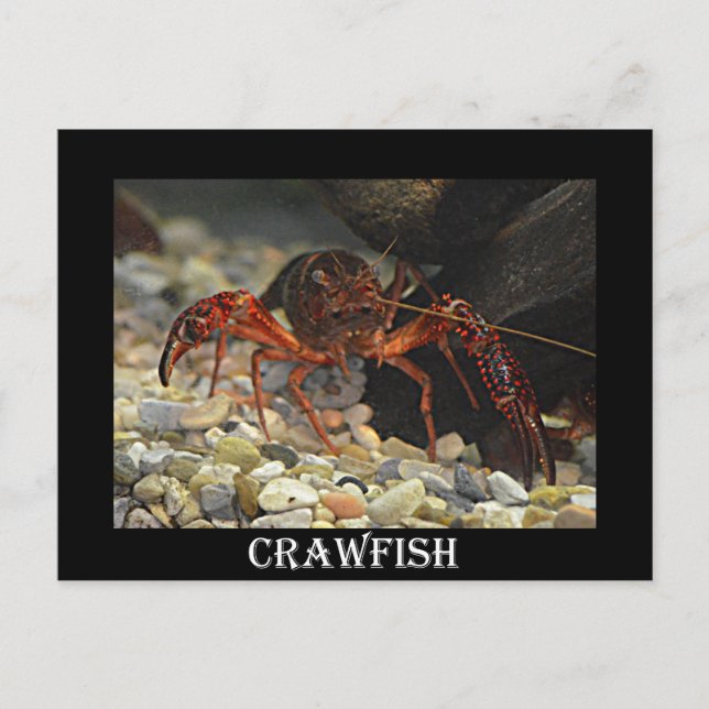 Cartão Postal Crawfish da Louisiana (Frente)