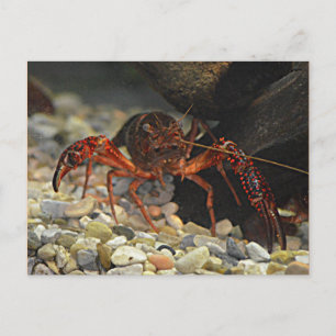 Cartão Postal Crawfish da Louisiana