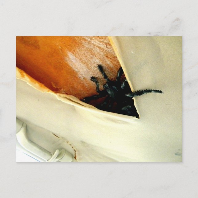 Cartão Postal Crawler Crawler (Frente)