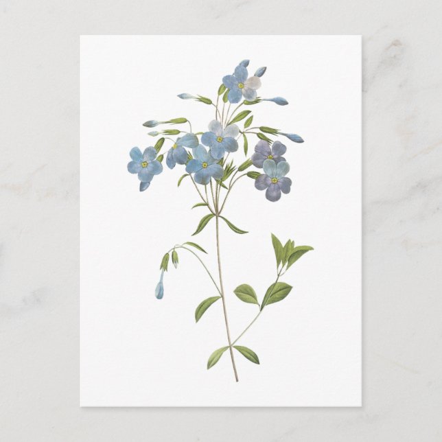 Cartão Postal crawling phlox (Phlox reptans) por Redouté (Frente)