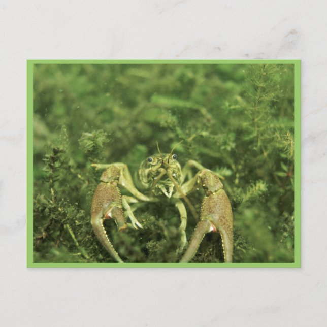 Cartão Postal Crayfish (Frente)