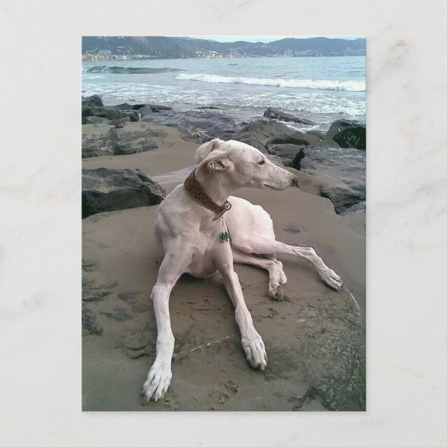 Cartão Postal Cream Greyhound Puppy Dog Ntecard (Frente)