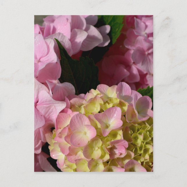 Cartão Postal Creme cor-de-rosa Hydrangeas amarelas cor-de-rosa  (Frente)