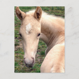Cartão Postal Cremello Walking Horse