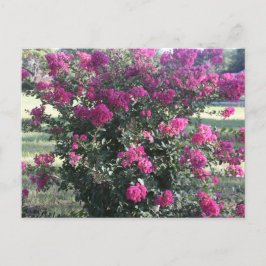 Cartão Postal Crepe Myrtle