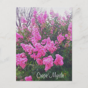 Cartão Postal Crepe Rosa Myrtle Nature Art Foto com Texto