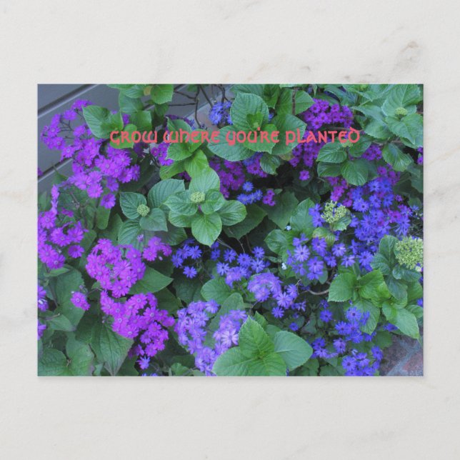 Cartão Postal cresça onde você está plantado (Frente)