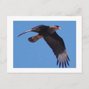 Cartão Postal Crested Caracara