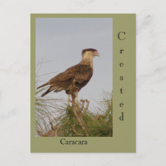 Cartão Postal Crested Caracara