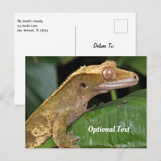 Cartão Postal Crested Gecko em folha (Frente/Verso)