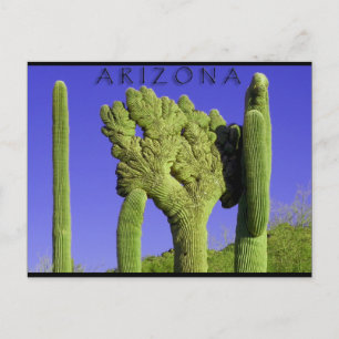 Cartão Postal Crested Saguaro no Congresso, Arizona